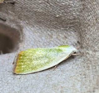 Photo of Cream-bordered Green Pea (Earias clorana)